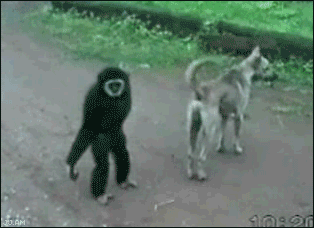 Gibbon Bully