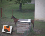 Loooooooong Horse....