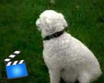 Narcoleptic Dog