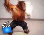 Super chill monkey does Hollywood