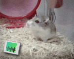 Hampster wheel fail