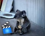 Sad Koala eats an apple, looks back on his life