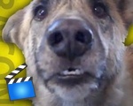 Ultimate Dog Tease