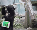 Bear Jedi Skills