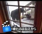 Cat vs. Bear