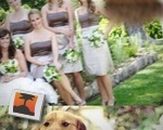 Canine Photographer