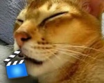 SLEEP TALKING CAT