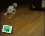 Cat Chases Dot