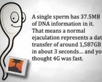 Sperm Data