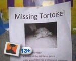 Missing Tortoise!