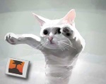 Longcat