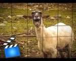 The Screaming Sheep