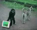 Gibbon Bully