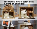 How To Catch a Cat