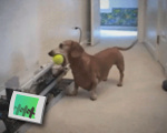 Fetch