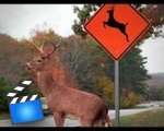 Please Move The Deer Crossing
