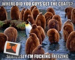 Cold penguin