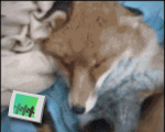 Happy Fox