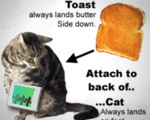 Toasted Cat