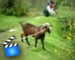 Goat yelling like a human