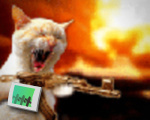 CRAZY CAT