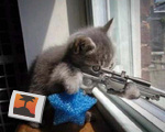 Hitman cat