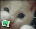 Boxing cat