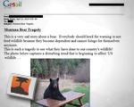 Montana Bear Tradgedy