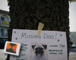 Missing Dog Poster