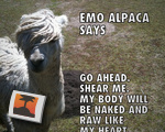 Emo Alpaca