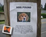 Dog Found