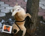 Handstand Pee Dog