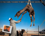 I'm a flying camel