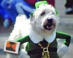 Leprechaun Dog