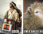 Sheep