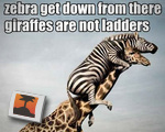 Zebra get down
