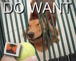 DO WANT